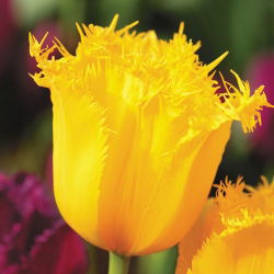 Tulipan Hamilton - 5 cebulek