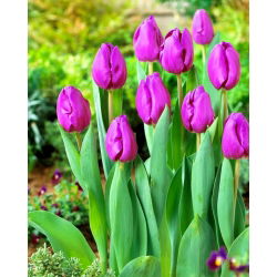 Tulipan Negrita - opak. 5 szt.