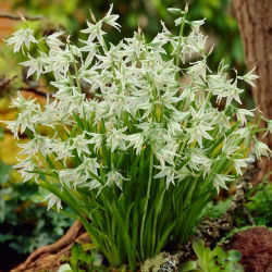 Śniedek zwisły - Ornithogalum nutans - 10 szt.