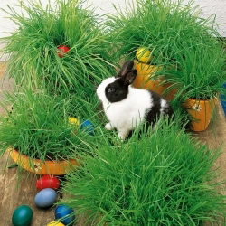 Owies wielkanocny - 800 nasion