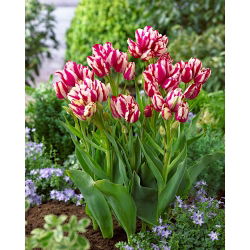 Tulipan Flaming Club - opak. 5 szt.