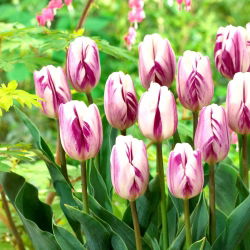Tulipan Flaming Flag - opak. 5 szt.