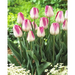 Tulipan Innuendo - opak. 5 szt.