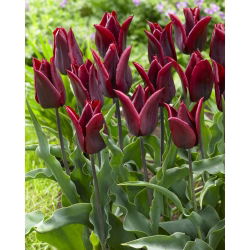 Tulipan Lasting Love - opak. 5 szt.