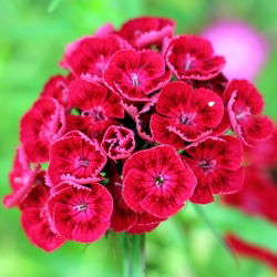 Goździk brodaty Scarlet Beauty - szkarłatny - 450 nasion