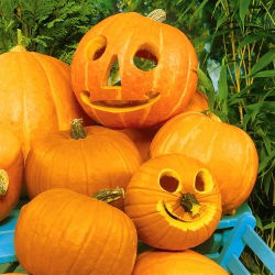 Dynia ozdobna Halloween - najlepsza do rzeźbienia - 15 nasion