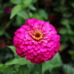 Cynia wytworna Liliput Rose Gem różowa