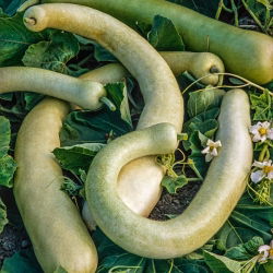 Tykwa pospolita - Sicilian Snake