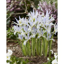 Irys żyłkowany Painted Lady - 10 szt.