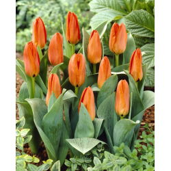 Tulipan niski pomarańczowy - Greigii orange - 5 cebulek