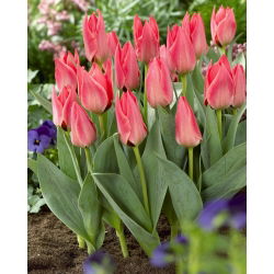 Tulipan niski różowy - Greigii pink - 5 szt.