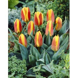 Tulipan niski czerwono-żółty - Greigii red-yellow - 5 cebulek