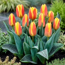 Tulipan niski czerwono-żółty - Greigii red-yellow - 5 cebulek