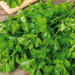 Seler liściowy Jemny - duża zawartość olejków aromatycznych, szybko odrasta po ścięciu - 360 nasion
