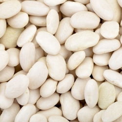 Fasola na suche nasiona karłowa IGOŁOMSKA - 100 nasion