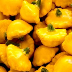 Dynia zwyczajna - Patison żółty Orange - 28 nasion