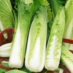 Kapusta pekińska Michihili