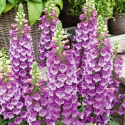Naparstnica purpurowa - 1000 nasion