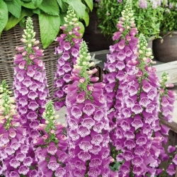 Naparstnica purpurowa - 1000 nasion