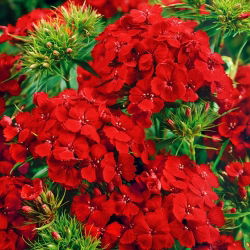 Goździk brodaty Scarlet Beauty - szkarłatny - 450 nasion