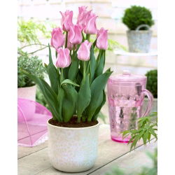 Tulipan Miss Elegance - opak. 5 szt.