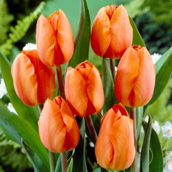 Tulipan pomarańczowy Orange - 5 cebulek