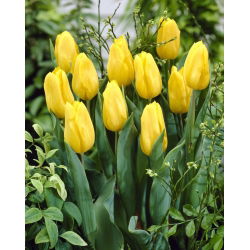 Tulipan żółty - Yellow - 5 cebulek