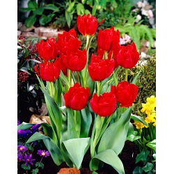 Tulipan Abba - opak. 5 szt.