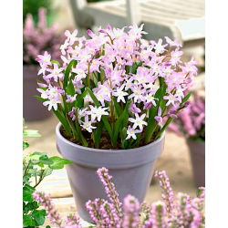 Śnieżnik - Chionodoxa forbesii Pink Giant - 10 cebulek