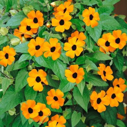 Tunbergia pomarańczowa - 28 nasion