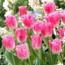 Tulipan Fancy Frills - 5 cebulek