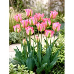 Tulipan Groenland - 5 cebulek