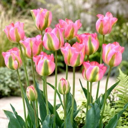 Tulipan Groenland - 5 cebulek