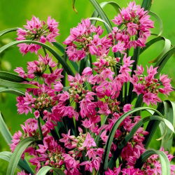 Czosnek kazachstański, czosnek Ostrowskiego - Allium oreophilum - 20 cebulek