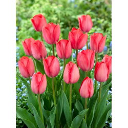Tulipan Van Eijk - 5 cebulek
