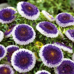 Aster chiński Blue Moon - 250 nasion