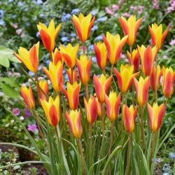 Tulipan Chrysantha - opak. 5 szt.