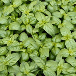 BIO Bazylia Italiano Classico - Certyfikowane nasiona ekologiczne - 325 nasion