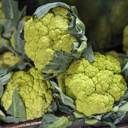 Kalafior Verde di Macerata - o róży zielonej - 54 nasion
