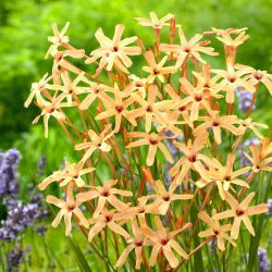 Ixia - Iksja Paniculata Eos - duża paczka! - 150 szt.