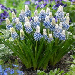 Szafirek - Muscari Mountain Lady - duża paczka! - 100 szt.