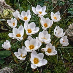Krokus Ard Schenk - duża paczka! - 200 szt.