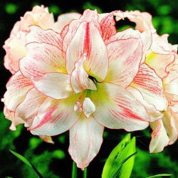 Hippeastrum, Amarylis, Zwartnica - Aphrodite - 1 cebula