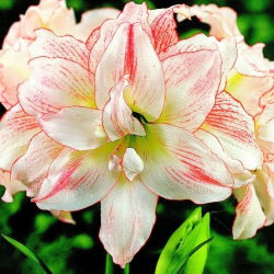 Hippeastrum, Amarylis, Zwartnica - Aphrodite - 1 cebula