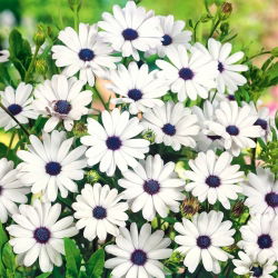 Osteospermum białe - 35 nasion