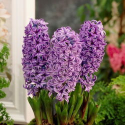 Hiacynt Purple Star - 3 cebulki