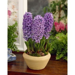 Hiacynt Purple Star - 3 cebulki