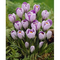 Krokus Pickwick - duża paczka! - 200 szt.
