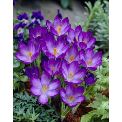 Krokus Ruby Giant - duża paczka! - 200 szt.