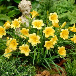 Liliowiec Stella D'oro
